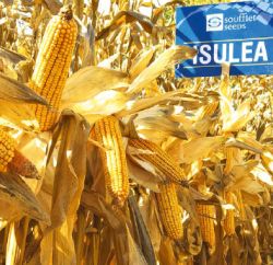 SOUFFLET SEEDS гарантира качествена селекция семена с най-висок генетичен потенциал за високи добиви