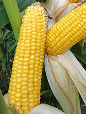 Corn