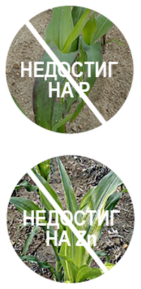 Corn START Bulgaria 02.png