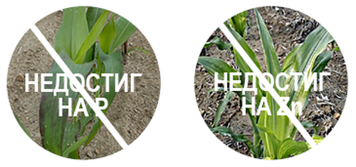 Corn START Bulgaria 01.png